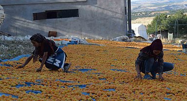 Mevsimlik tarım işçilerinin zorlu kayısı mesaisi