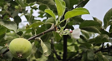 Meyve veren ağaç aynı zamanda çiçek açtı