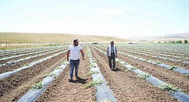 Muş'ta ekimi yapılan karpuzdan 2 milyar TL gelir bekleniyor