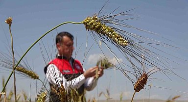 Muş'ta ilk defa ekimi yapılan ata tohumu buğdaydan yüksek verim bekleniyor