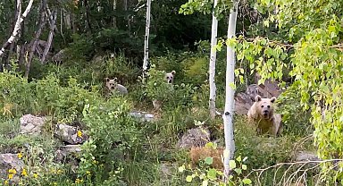 Nemrut'a giden piknikçilere ayı sürprizi