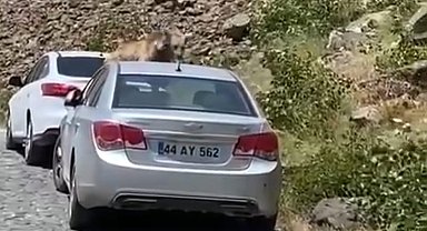 Nemrut'ta ayılar bu kez yol kesip arabaların üstüne çıktı