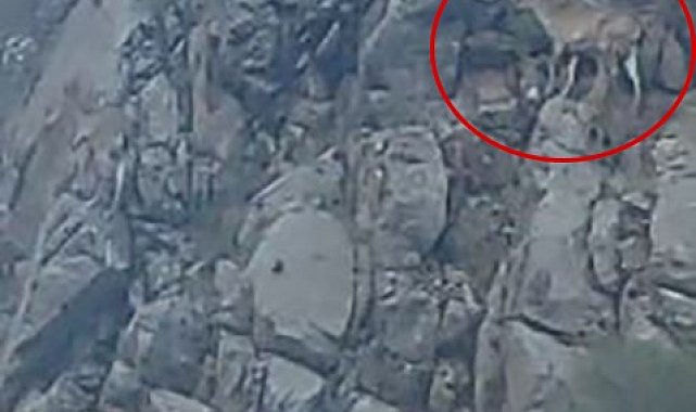 Nesli tükenme tehlikesi altındaki tırmanma uzmanı dağ keçileri Elazığ'da görüntülendi