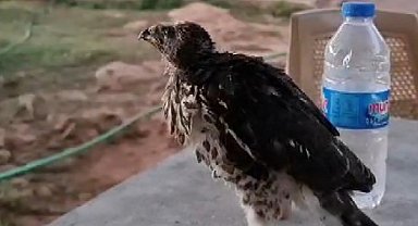 Ölmek üzere olan yavru şahini hayata bağladı