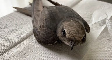 Ömrü havada geçiyor