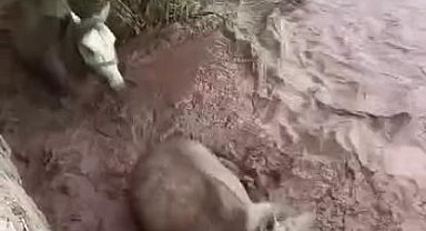 Pasinler'de dere taştı, 2 at mahsur kaldı