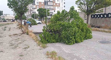 Patnos'ta fırtına direk ve ağaçları devirdi