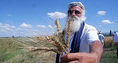 "Parla" Erzurum'da Pasin Ovası'nda başak verdi