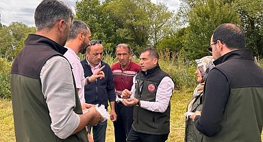 Samuray arıları, kahverengi kokarca ile mücadele için doğaya salındı