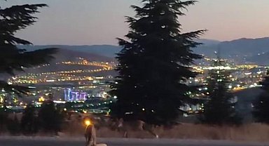 Şehir merkezine inen tilkileri elleri ile beslediler