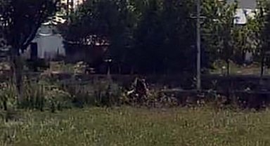 Şehre inen bozayı dehşet saçtı