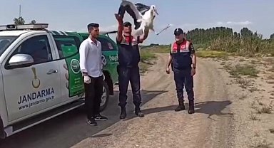 Sıcaktan bitkin düşen leylek tedavi altına alındı