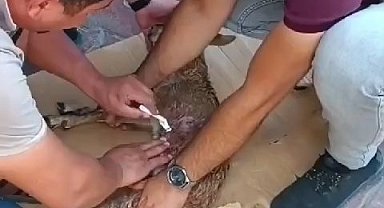 Sokak köpeklerinin saldırısına uğrayan dağ keçisi, tedavi altına alındı