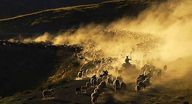 Sürülerin tozlu ve zorlu yolculuğu başladı