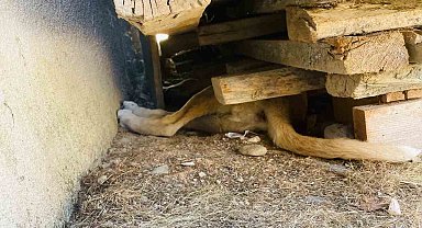 Yavru Köpek Tahtaların Altında Sıkıştı 