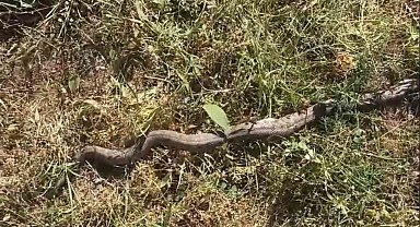 Tarlada ot biçerken zehirli 'koca engerek' gördüler