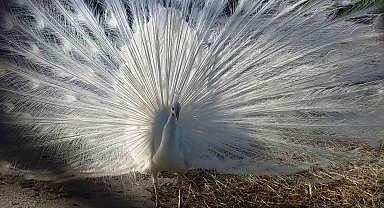 Tavus kuşları Van'ı sevdi