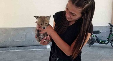 Tilki yavrusu emin ellerde