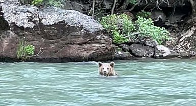 Tunceli'de çayda serinleyen boz ayı görüntülendi