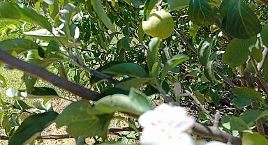 Tunceli'de elma ağacı, üzerinde meyve varken aynı zamanda çiçek açtı