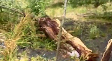 Tunceli'de şiddetli rüzgar hayatı felç etti