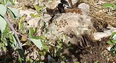 Tunceli'de sürüye kurt saldırdı: 21 koyun telef oldu