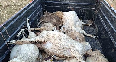 Tunceli'de sürüye yıldırım isabet etti: 16 koyun telef oldu