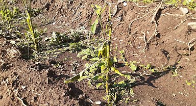 Tunceli'de yıldırım isabet eden 2 kişi yaralandı