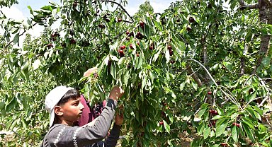 Türkiye'nin en geç kiraz hasadı Ahlat'ta yapılıyor