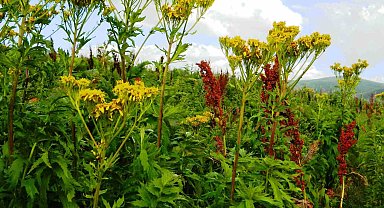 Urema Yaylası doğal güzelliğini koruyor