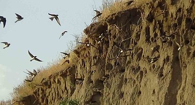 Van Gölü havzasının misafiri kırlangıçlar