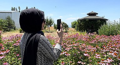 Van'da tıbbi bitkiler, doğal fotoğraf stüdyosuna döndü