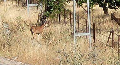 Yaban keçileri bu sefer kayısı bahçesinde görüntülendi