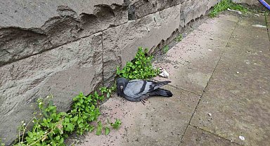 Yaralı güvercine şefkat eli