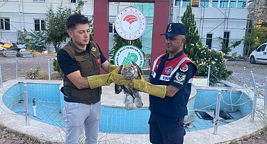 Yaralı şahin koruma altına alındı