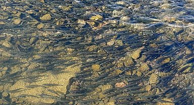 Yavru inci kefallerinin Van Gölü'ne dönüş göçü başladı