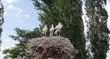 Yavru leylekler uçmaya hazırlanıyor