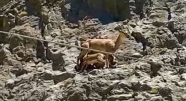 Yavrularını emziren dağ keçisi cep telefonuyla kaydedildi