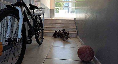 Yavrularını hayata gözlerini açtığı yere getirdi