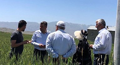 Yüksekova'da hububat ekim alanların koruması için ziraat mühendisleri devrede