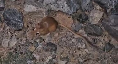 Yüksekova'da kırmızı listede bulunan kanguru faresi görüntülendi