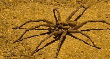 Yüksekova'da zoropsis familyasına ait 8 bacaklı böcek görüntülendi