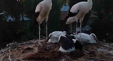 Leylekler Yuvalarından Düştüler 