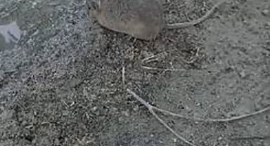 'Düşmanı' yakalamak için tuzak kurup bekledi, yakalayınca elleri ile besledi