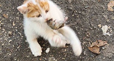 'Kedinin fareyle oynadığı gibi oynamak' deyimi Elazığ'da hayat buldu