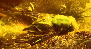 90 milyon yıllık taşlar Bitlis'te