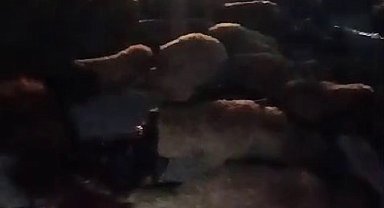 Ağrı-Diyadin yolunda kaza: 70 koyun telef oldu