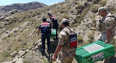 Ağrı'da keklikler doğaya salındı