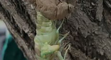 Ağustos böceğinin kabuk değiştirme anı görüntülendi