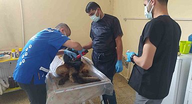 Alman kurdu cinsi köpek başarılı operasyonla kurtarıldı